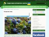 Як виростити лохину - Ягідні культури - Каталог ресурсів